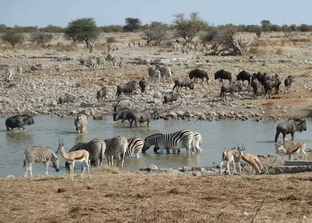 Etosha National Park Safari visual 1