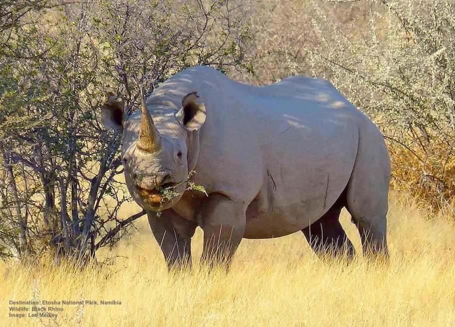 Rhino Safari