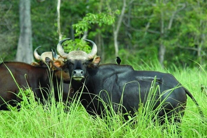 Jaldapara Jungle Safari scenic backdrop