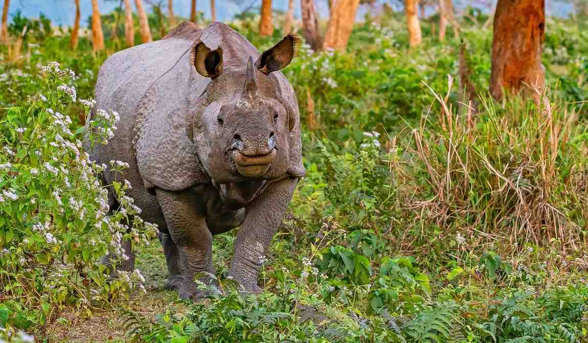 Jaldapara Jungle Safari signature view