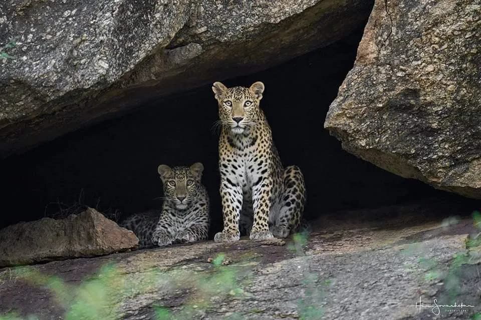 Jawai Leopard Safari visual 2