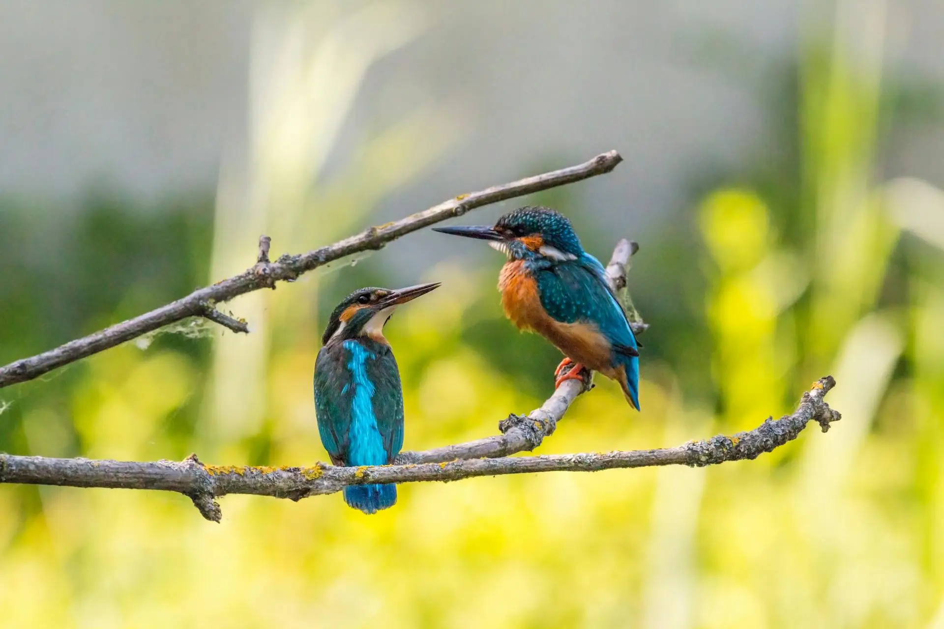 Jim Corbett National Park Safari scenic backdrop