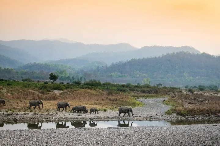 Dhikala Zone Tiger Sightings