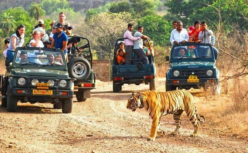 Jeep & Elephant Safaris