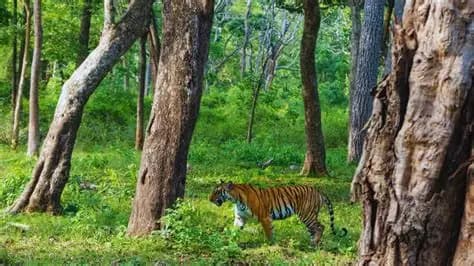 Kabini Wildlife Sanctuary Safari visual 2