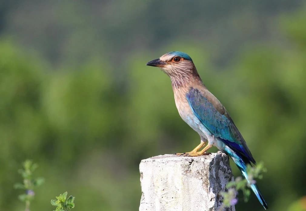 Kanha National Park Safari scenic backdrop