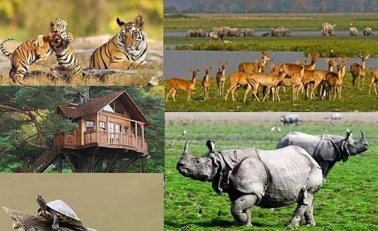 Kaziranga Jungle Safari signature view