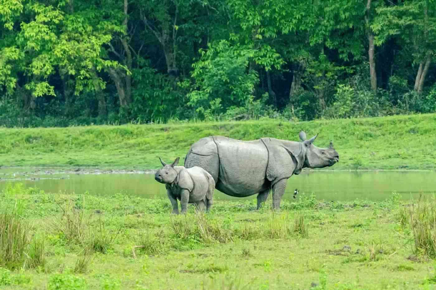 Kaziranga: Meeting the One-Horned Rhino in India's Greatest Park