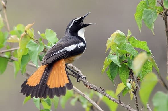 Kruger National Park Safari visual 3