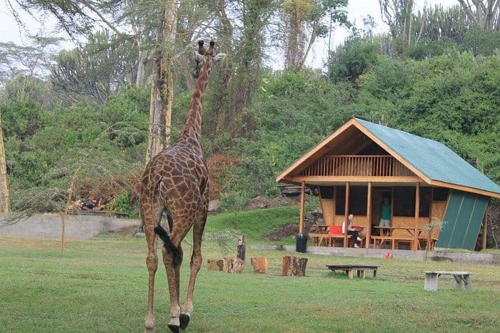 Lake Naivasha Safari scenic backdrop