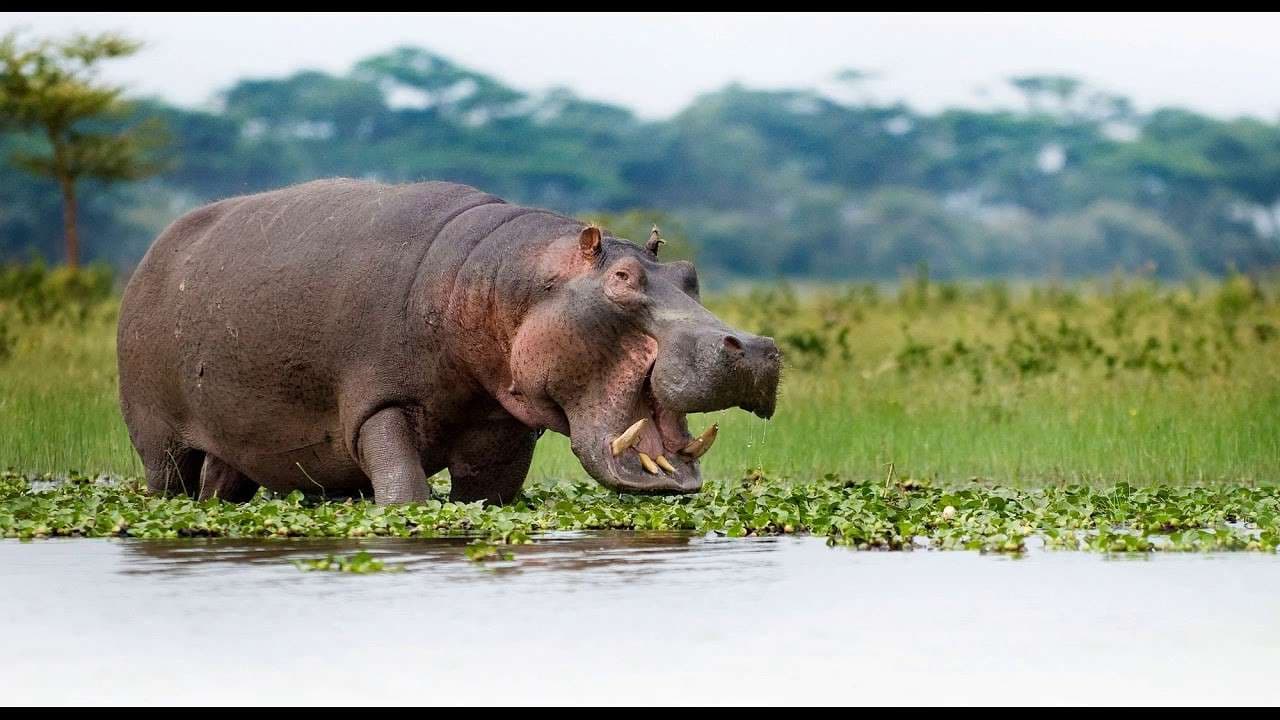 Lake Nakuru Safari visual 2