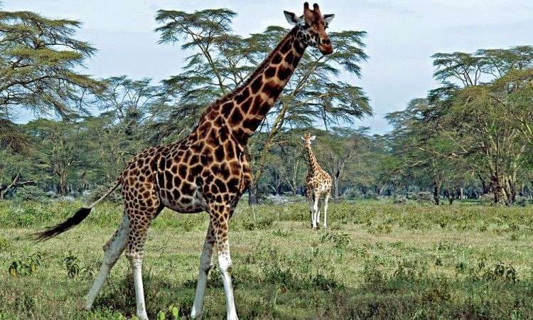 Lake Nakuru Safari visual 1