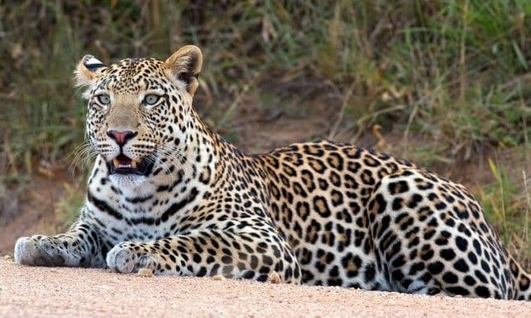 Lake Nakuru Safari scenic backdrop