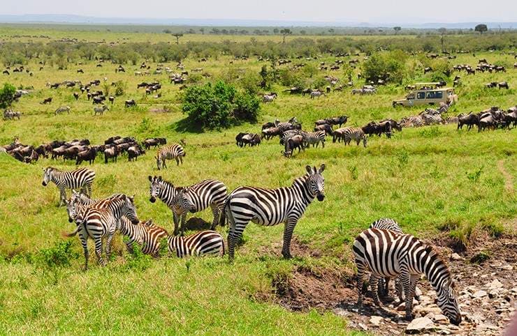 Maasai Mara: Africa's Greatest Wildlife Stage, Year-Round