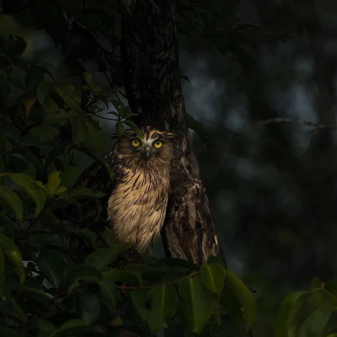Manas National Park Safari scenic backdrop