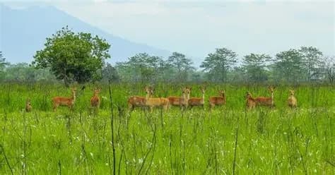 Manas National Park Safari visual 1