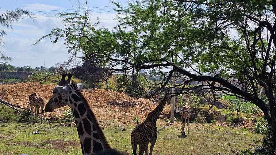 Mombasa Coastal & Safari scenic backdrop