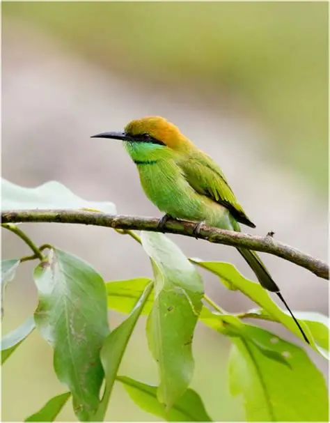 Mudumalai National Park Safari scenic backdrop