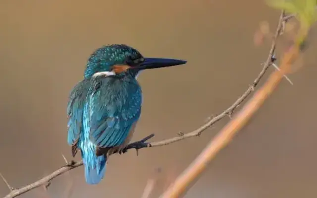 Bird Watching Paradise