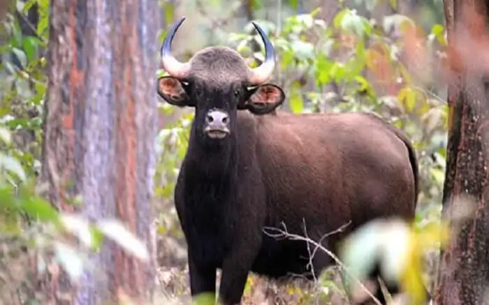 Navegaon Nagzira Tiger Reserve Safari scenic backdrop