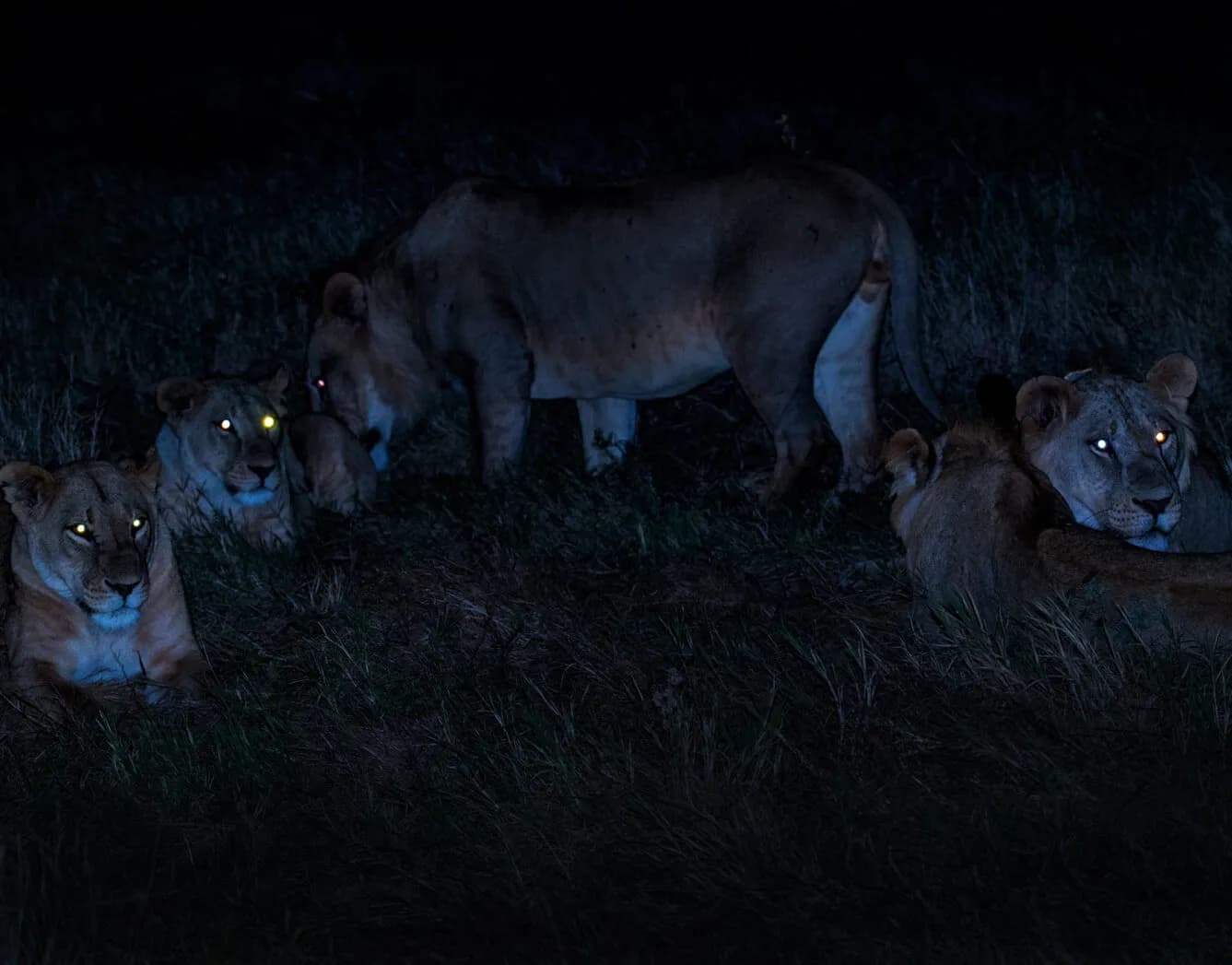 Ol Pejeta Conservancy Safari visual 1