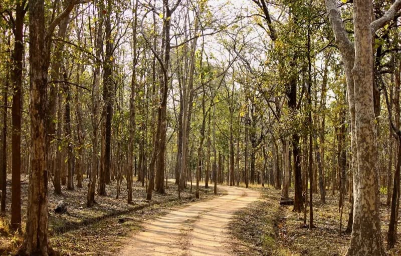 Pench Tiger Reserve Safari visual 1