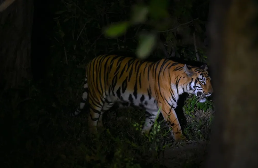 Night Safari in Buffer Zone