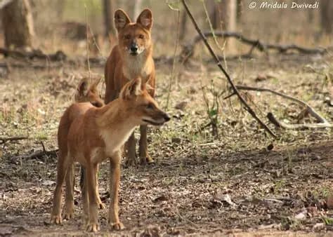 Wild Dogs (Dholes)
