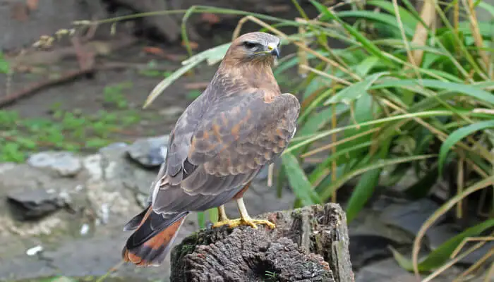 Rich Birdlife