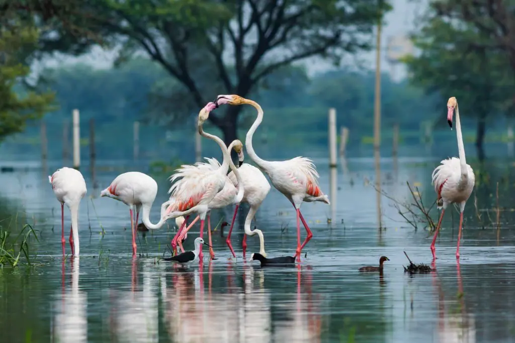 Ranthambore National Park Safari scenic backdrop