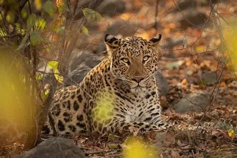 Ranthambore National Park Safari signature view