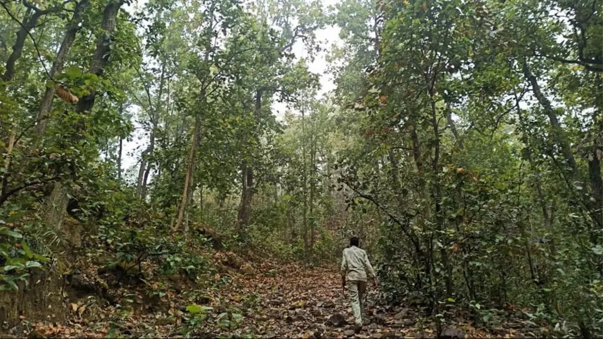 Sanjay Dubri National Park Safari visual 1