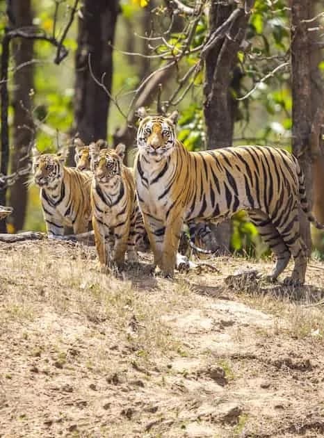 Tiger & Leopard Safaris