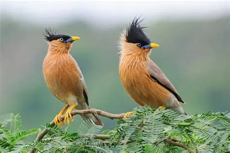 Satpura Tiger Reserve Safari scenic backdrop