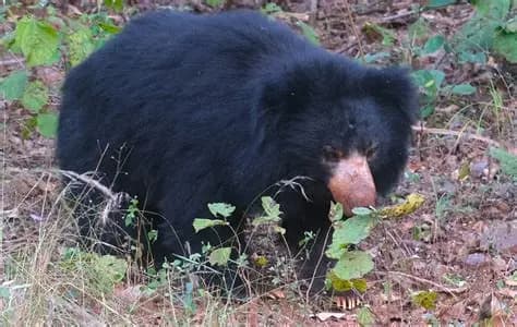 Sloth Bear Encounters