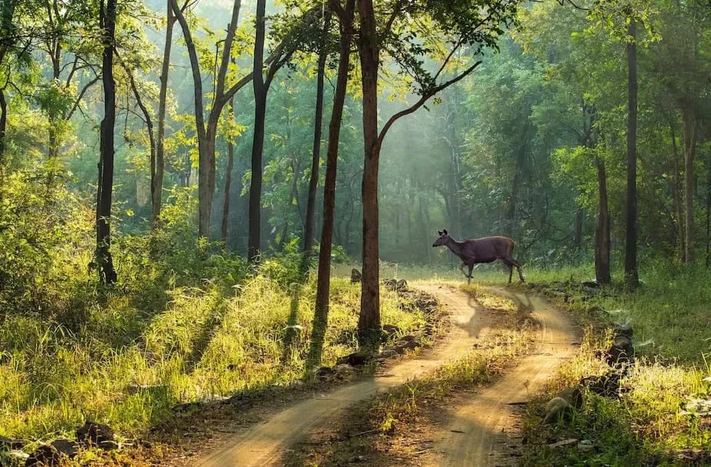 Satpura Tiger Reserve Safari visual 1