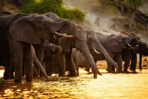 Elephant Herds