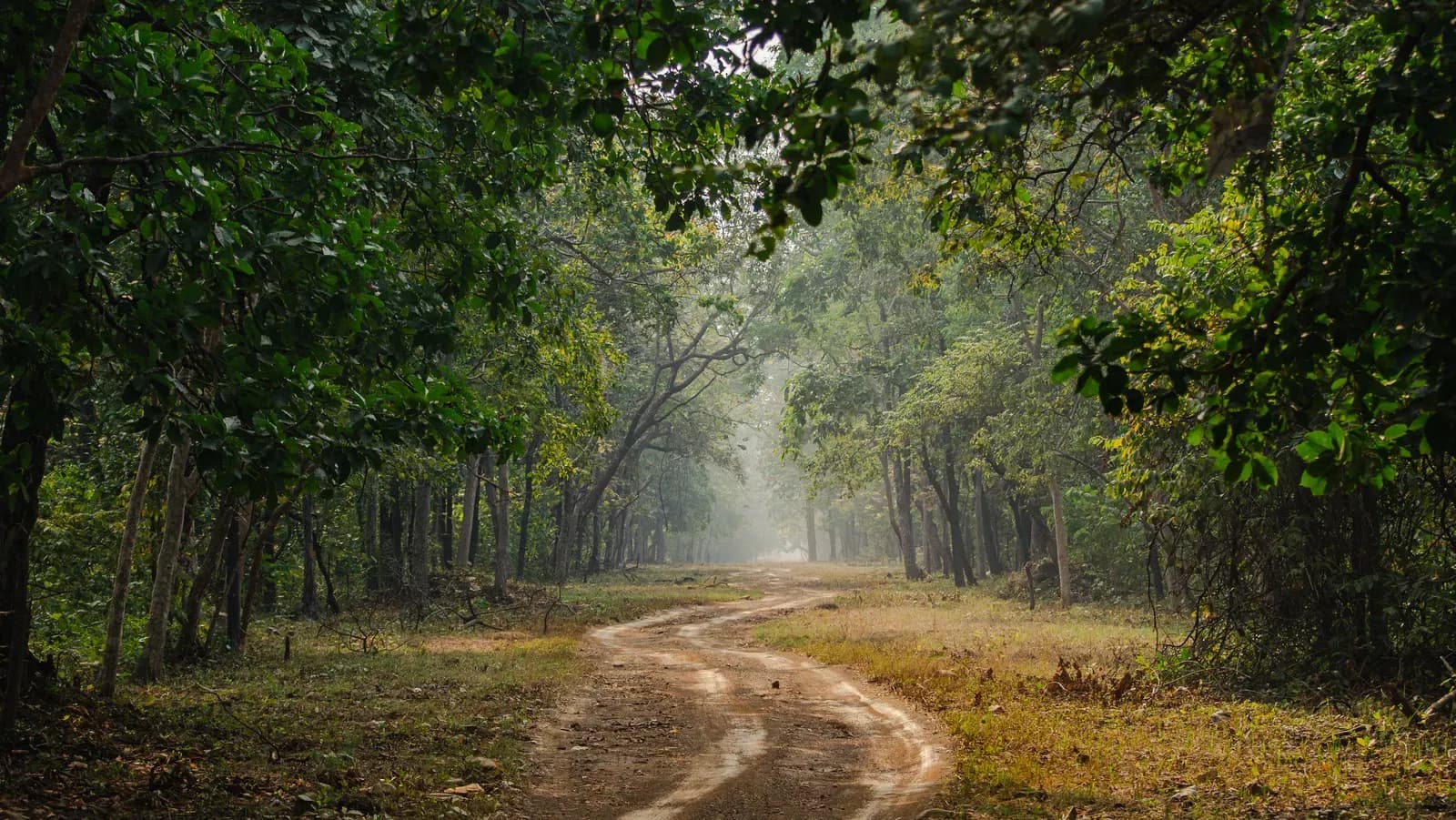 Tadoba Andhari Tiger Reserve Safari visual 1