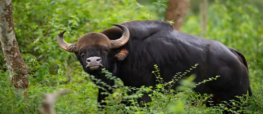 Gaur (Indian Bison)