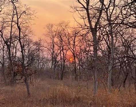 Tadoba Andhari Tiger Reserve Safari visual 2