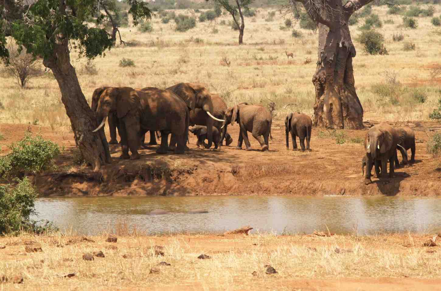 Tsavo East & West Safari visual 3