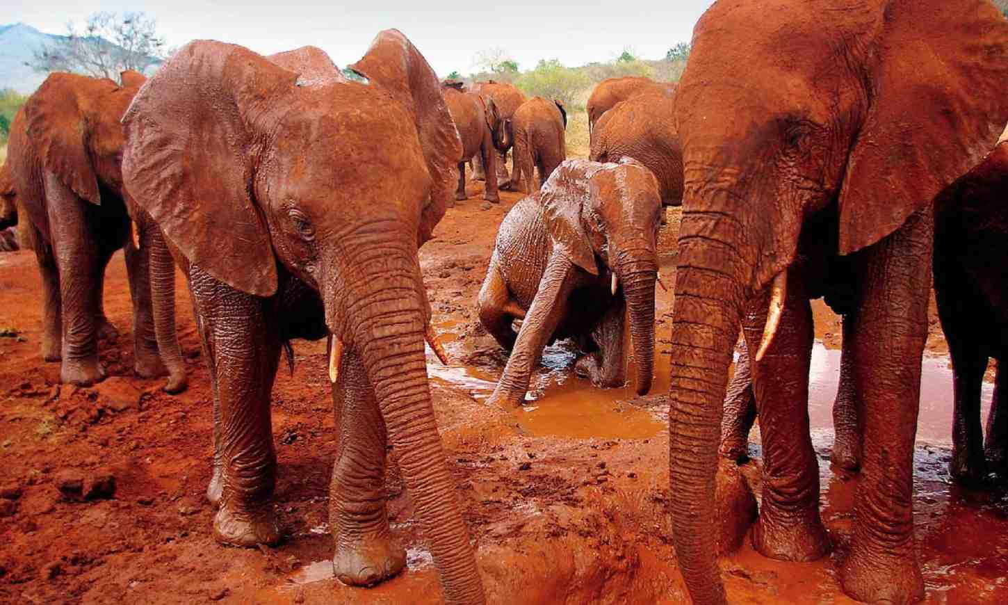 Tsavo: Kenya's Wild Heart — Red Elephants, Lava Plains & Zero Crowds
