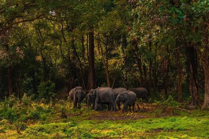 Assam Tour visual 3