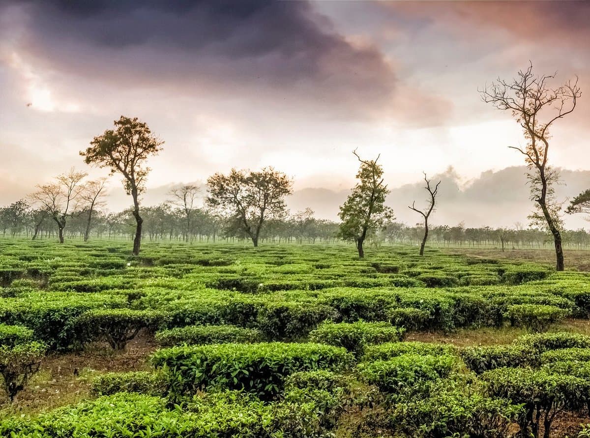 Darjeeling Tour Package visual 1