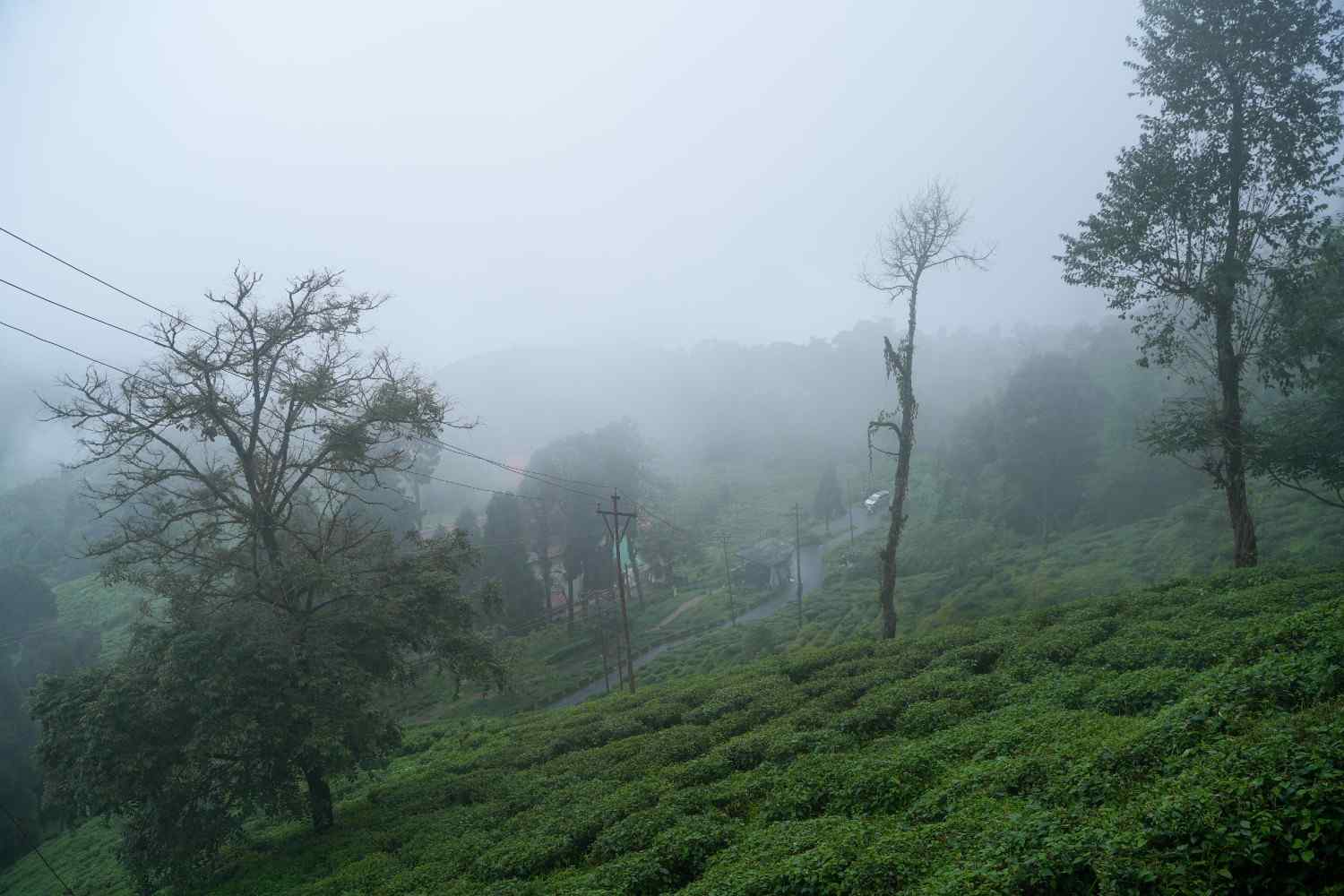 Tea Gardens