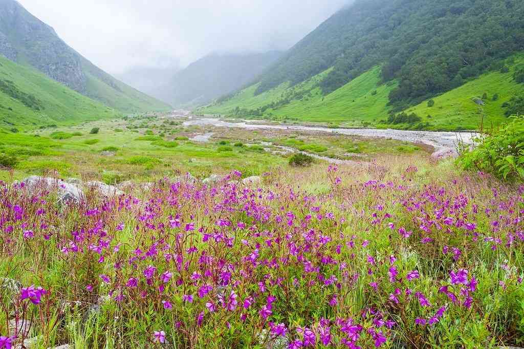 Yumthang Valley