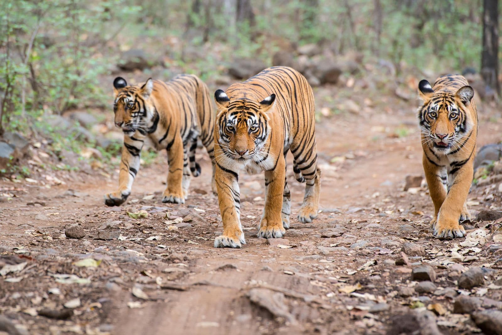 Royal Bengal Tiger Zone