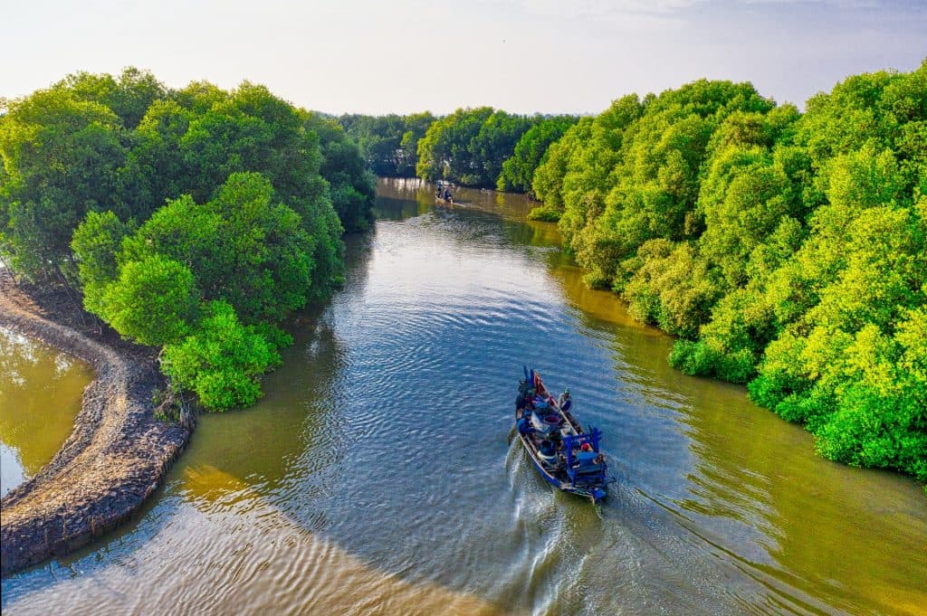 Mangrove Forest