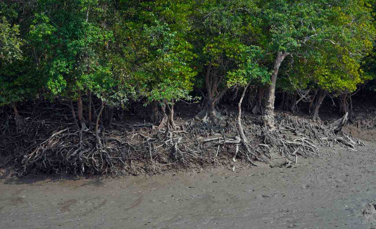 Sundarban Tour Package visual 1