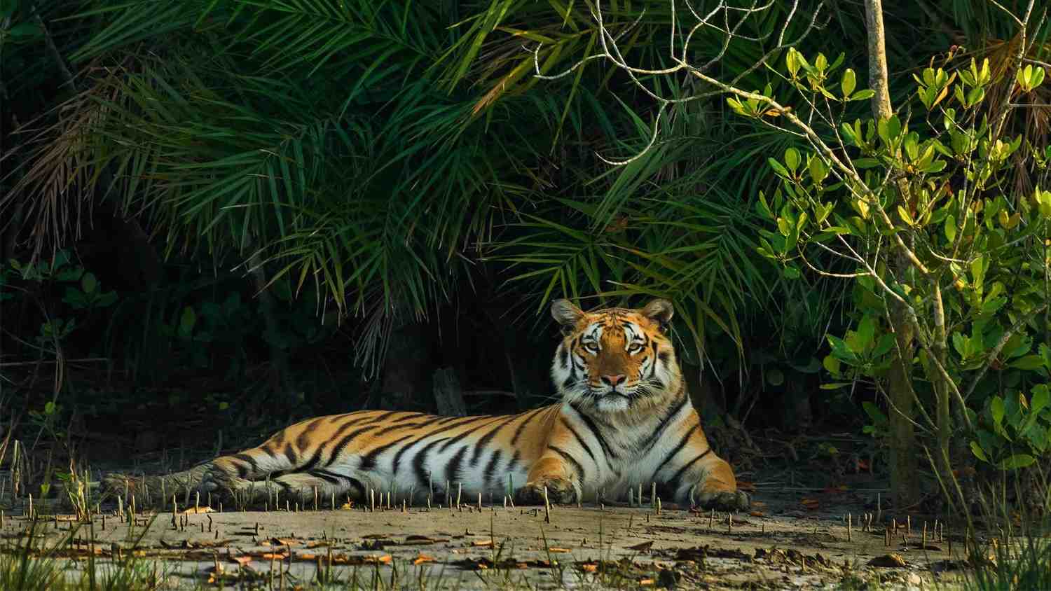 Sundarban Tour Package signature view